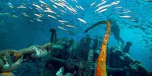 La vita marina prospera sui relitti della Guerra Mondiale, nonostante l’inquinamento