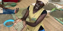 Nelle “farm” dove il caffè sostenibile resiste, grazie a donne e giovani