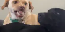Winnie, cane “socialmente impacciato” impara ad accettare l’affetto esagerato del nuovo arrivato
