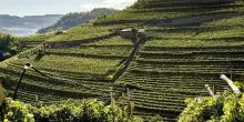 “In Trentino è come se i vitigni di montagna fossero scesi di 200 metri per le temperature”