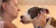 L’adozione fallita del cane Aggie e il suo cuore spezzato: il perché lascia senza parole