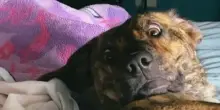 Portano il cane dal veterinario, ma non sono pronti alla sua reazione “umana”