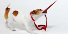 Passeggiate senza stress con il cane: come evitare problemi al guinzaglio