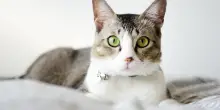 Abituare il gatto a nuove persone e ambienti: come introdurre dei cambiamenti, senza stress