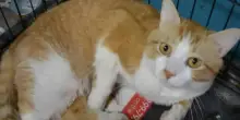 L’inaspettato ritorno a casa del gatto Bayou dopo sette anni di assenza: “Ci ha riconosciuto”