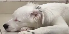 Dicevano che il cane sordo Zoki non avrebbe mai saputo il suo nome: un semplice gesto cambia tutto