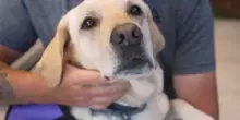 “È il mio eroe”: ecco come il cane Tommy ha salvato due volte la vita del suo proprietario