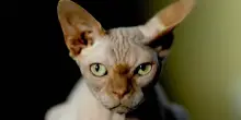 Abbandonato per strada, il gatto Sphynx ha una nuova vita grazie a chi non ha avuto paura di aiutarlo