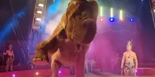 “Un elefante può esibirsi da solo”. Una sentenza che allontana il divieto dell'uso di animali al circo
