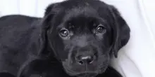 La lezione del disordine del cane Paçoca e un lieto fine che nessuno si aspetta