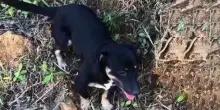 L’emozione incontenibile del cane Kaia quando capisce che sta per essere portato in salvo
