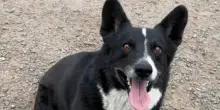 Scappato durante una tempesta, il cane Opie attraversa l’America: lo ritrovano a 3200 chilometri di distanza