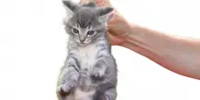 Perché il gatto s’immobilizza se viene preso dalla collottola?