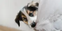 È giusto guardare negli occhi un cane? Può essere pericoloso?
