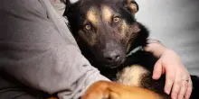 Il cane randagio Clarabella e il cuore riparato: la rinascita di Federica dopo l’improvviso divorzio