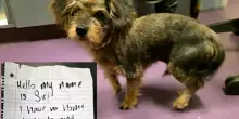 Il cane Sir è stato abbandonato con un bigliettino scritto a mano: “Per giorni ha tremato di paura”