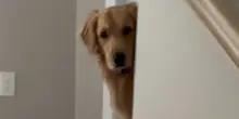 Il cane Nova combina un disastro in casa, quello che farà dopo vi farà sorridere