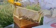 Il polline protegge le api da miele dalle malattie e da virus mortali