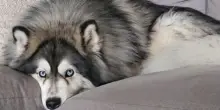 Il cane Koda si siede sempre nello stesso posto: il motivo è commovente