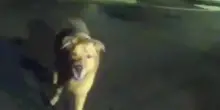 La “nonna” cade mentre porta a passeggio il cane Eeyore, ma lui sa che cosa deve fare