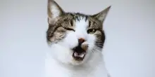 Il linguaggio segreto del blinking: lo sbattere lento delle palpebre nei gatti