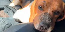 Il cane Juni abbandonato in strada con due colpi di pistola in testa, oggi la sua vita è cambiata