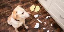 Dopo un passato difficile, il cane Chevy fa una cosa indimenticabile prima di capire di essere al sicuro