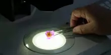 Il segreto del fiore che resiste nel deserto di Atacama