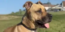 Cody, il cane ignorato da tutti per 1461 giorni: ecco come si trasforma dentro e fuori dal box