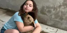 Un cane randagio, una bimba in pellegrinaggio e 20 chilometri insieme: poi arriva il finale inaspettato