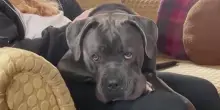 Lacrime di gioia per ciò che fa il cane Baloo appena un’ora dopo l’arrivo nella sua nuova casa