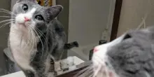 Moose, il gatto innamorato di se stesso: quello che fa ogni sera davanti allo specchio è irresistibile