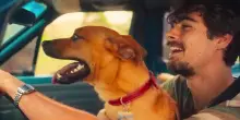 La vera storia di Amendoim, il cane di strada protagonista del commovente film Caramelo su Netflix