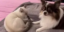 Il cane Alfie adotta il gatto Maude da cucciolo e lo educa “a sua immagine e somiglianza”