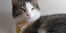 Pensavano di fargli un regalo adottando un cucciolo ma la reazione del gatto Feather non è quello previsto
