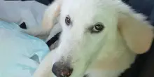Lieto fine per Rolly, il cane dimenticato di Foggia è stato adottato nel Genovese grazie a La Zampa