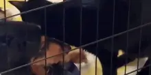 Il cane Henry è rimasto paralizzato, il gatto Greta non capisce perché il suo amico non giochi più