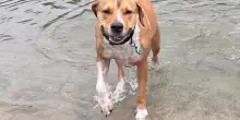 Le ossa di un cane in un bosco, un numero misterioso e il ritorno a casa per sempre di Lily
