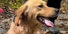 L’incredibile fuga del cane Matilda: salta da un’auto in corsa e finisce su una piccola isola verde