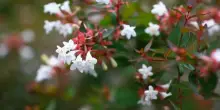 Abelia, l’arbusto che si adatta: coltivazione, esposizione, fioritura e cura