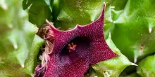 Stapelia, come prendersene cura: attenti a freddo e troppa acqua