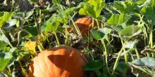 Cosa piantare nell’orto a ottobre: guida pratica per l’autunno