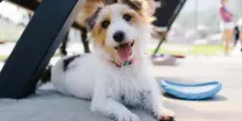 “Il cane in vacanza non lo portiamo”. La solitudine di Arco svela la crisi di coppia di Anna e Marco