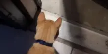 Il gatto Rango torna a casa con un biglietto appeso al collo che svela un segreto inconfessabile