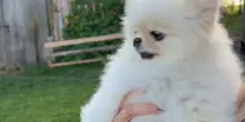 Quando prendi un cane per amore incondizionato, ma lui sceglie qualcun altro