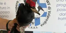 Raro picchio nero ucciso a Brescia, il Wwf accusa: “Bracconaggio fuori controllo in Lombardia”
