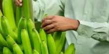 La banana tech che non annerisce è tra le migliori invenzioni del 2025 dal Time