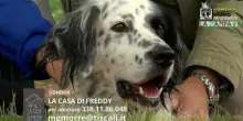 Videoadozioni La Casa di Freddy: il cane Condor cerca casa
