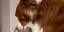 Il cane Bonzai scappa ogni volta che il suo proprietario entra in cucina: il motivo vi sorprenderà