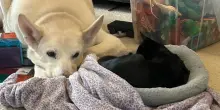 Hanno dovuto dire addio al cane di famiglia, dopo un anno scoprono la verità sul gatto Sadie